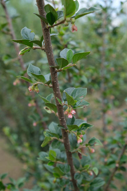 Cotoneaster simonsii meerstammig / struik blad