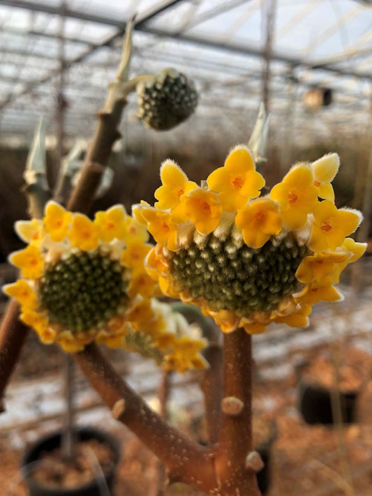 Edgeworthia chrysantha op stam bloem