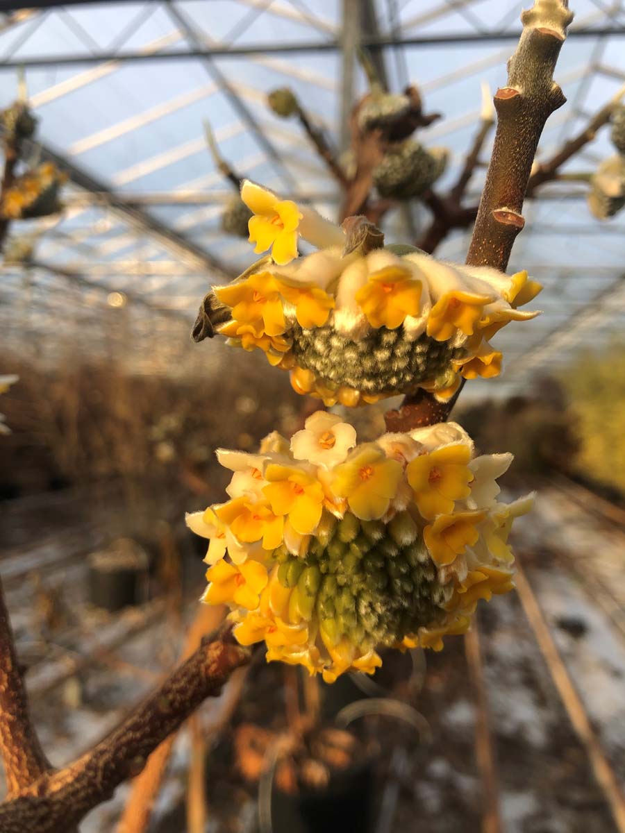 Edgeworthia chrysantha op stam bloem