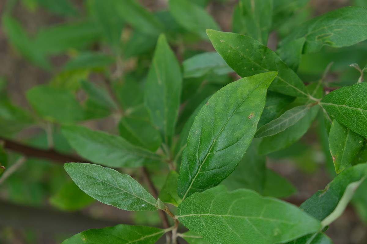 Elaeagnus umbellata op stam blad