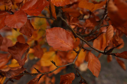 Fagus sylvatica 'Atropunicea' leiboom herfstkleur