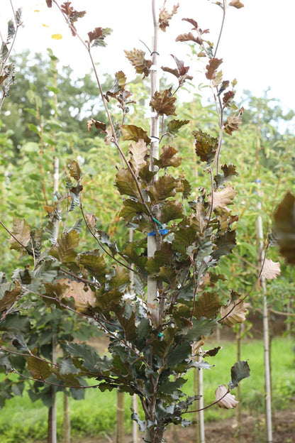Fagus sylvatica 'Rohan Obelisk' op stam zaaddoos