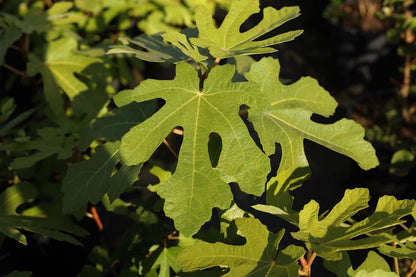 Ficus carica 'Brown Turkey' dakboom blad