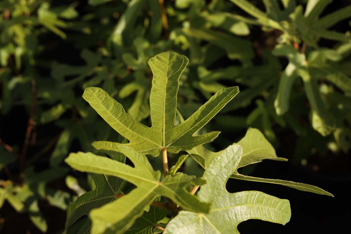 Ficus carica 'Rouge de Bordeaux' solitair blad