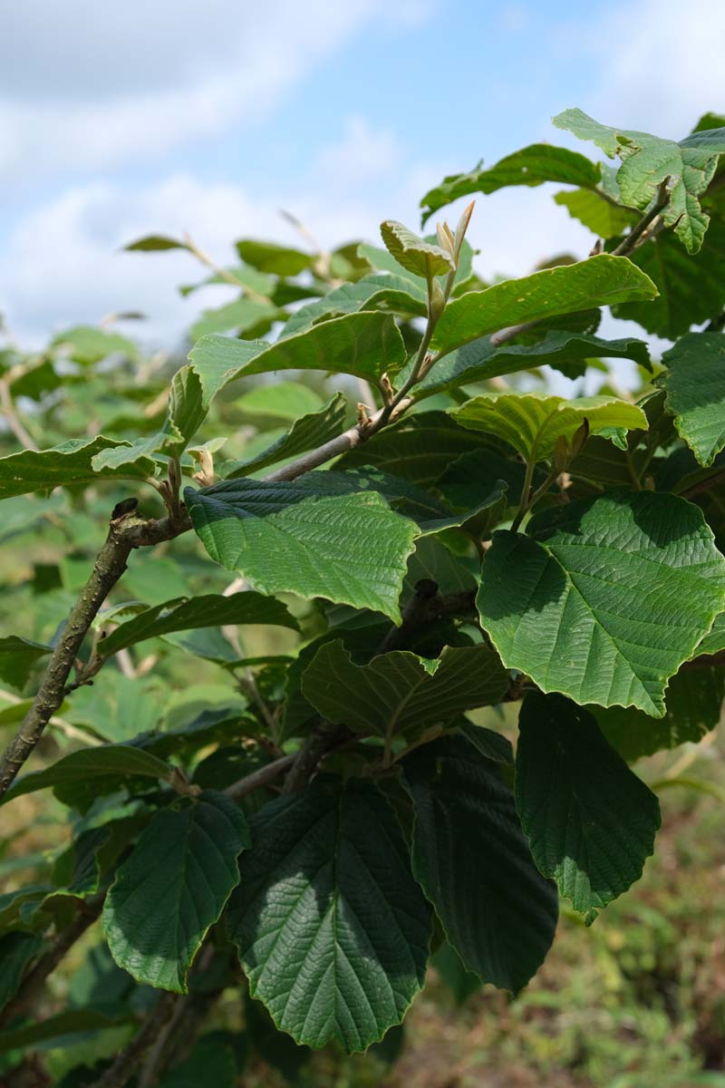 Hamamelis intermedia 'Jelena' meerstammig / struik blad