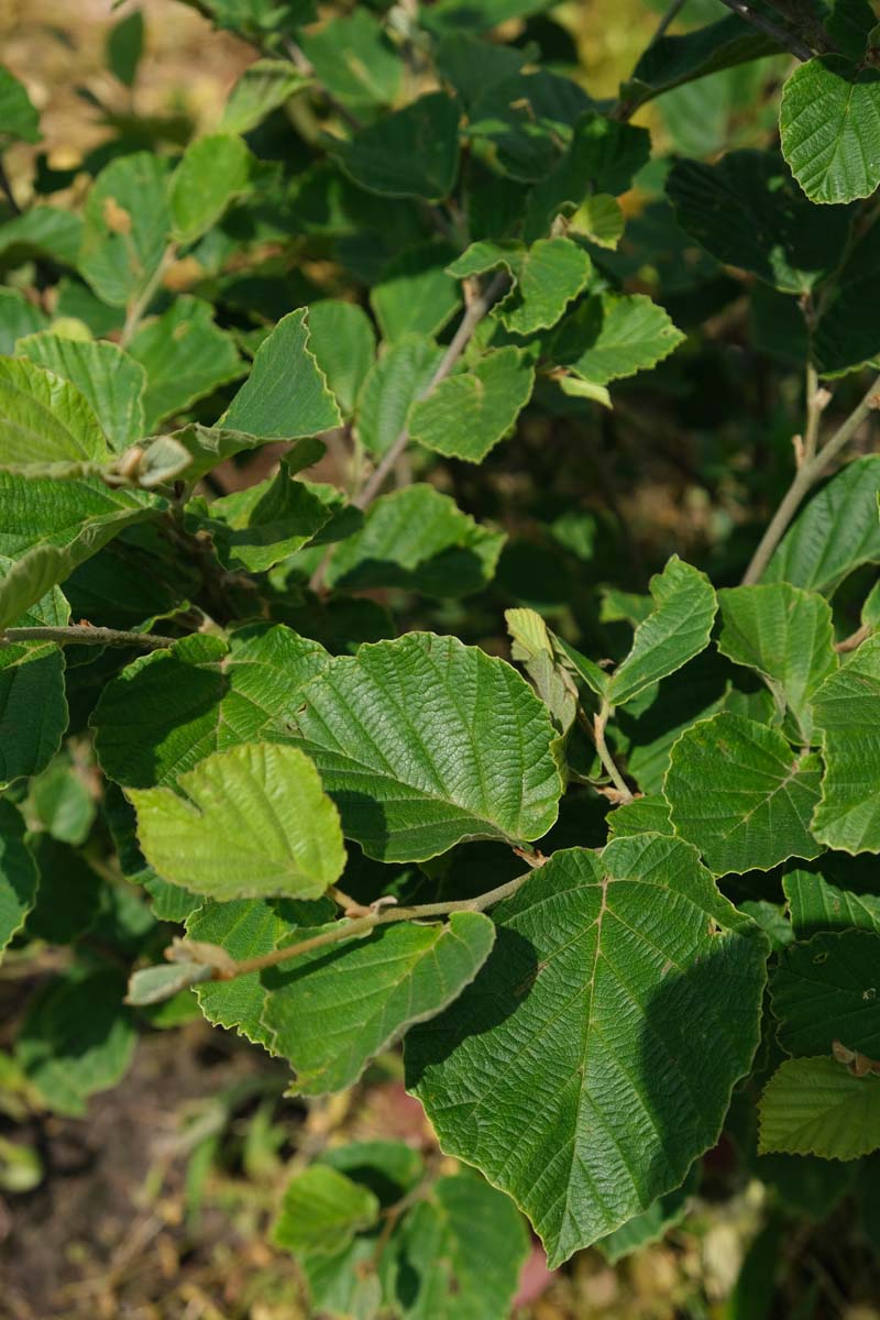 Hamamelis intermedia 'Ruby Glow' blad