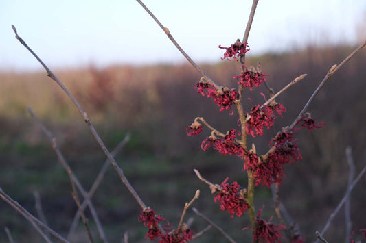 Hamamelis intermedia 'Rubin'