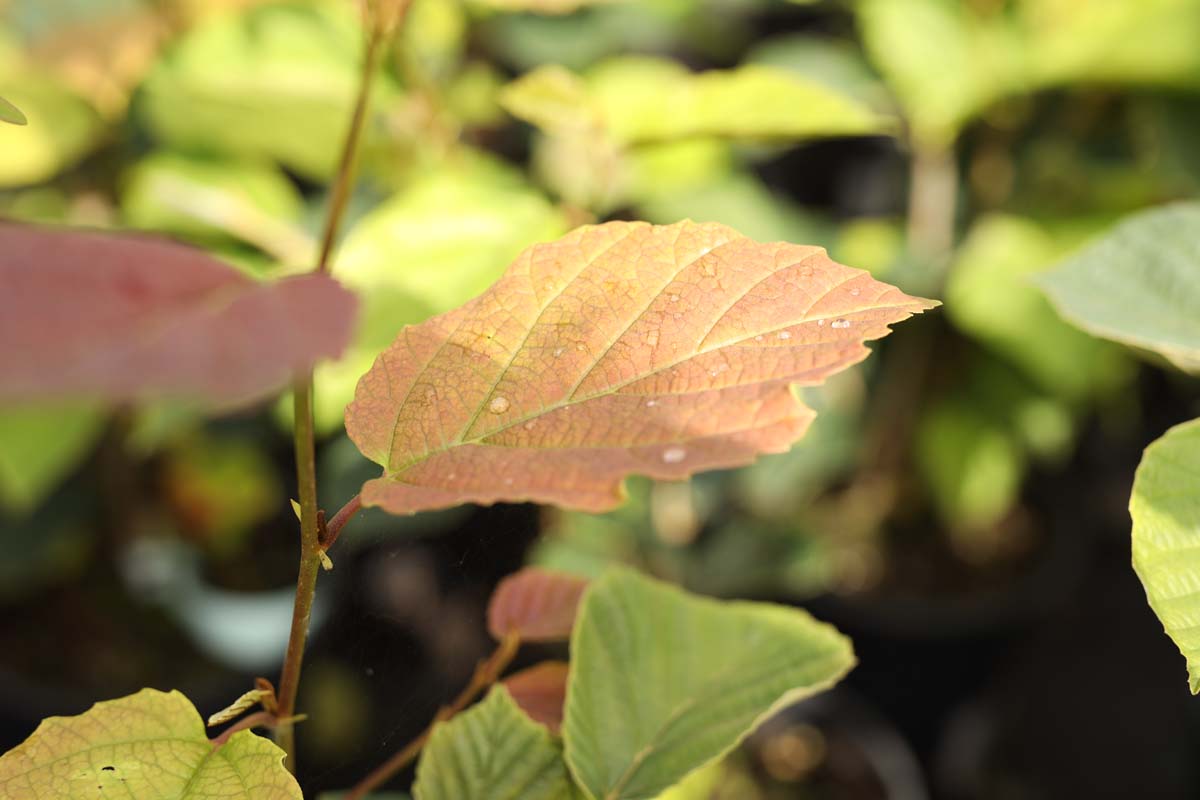 Hamamelis intermedia 'Westerstede' blad