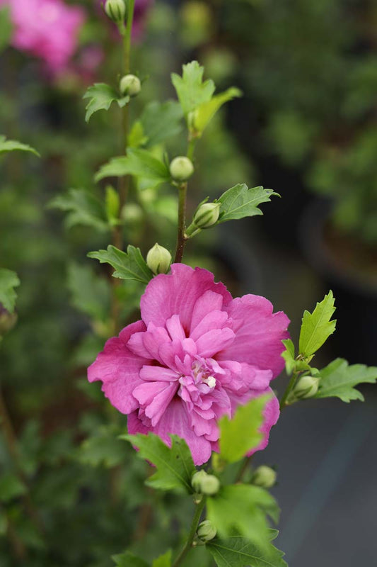 Hibiscus syriacus 'Sanchonyo' meerstammig / struik bloem
