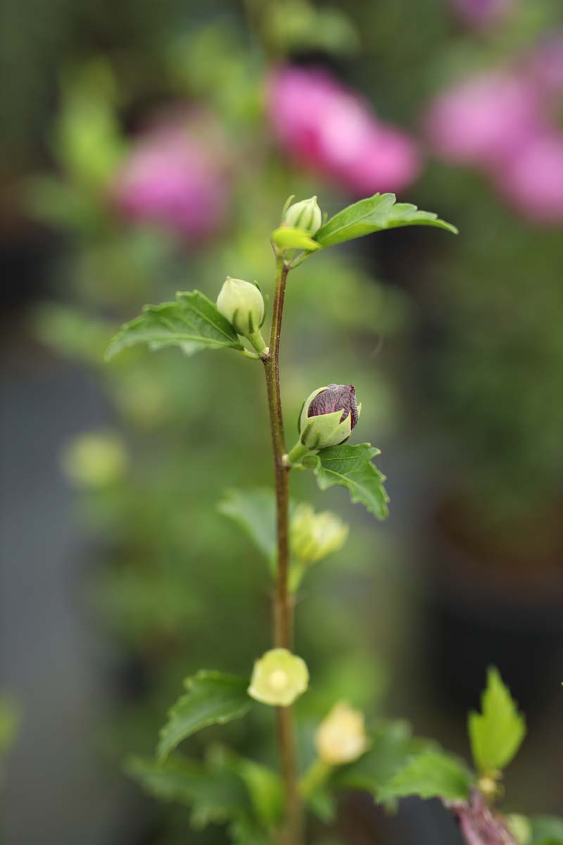 Hibiscus syriacus 'Sanchonyo' bloemknop