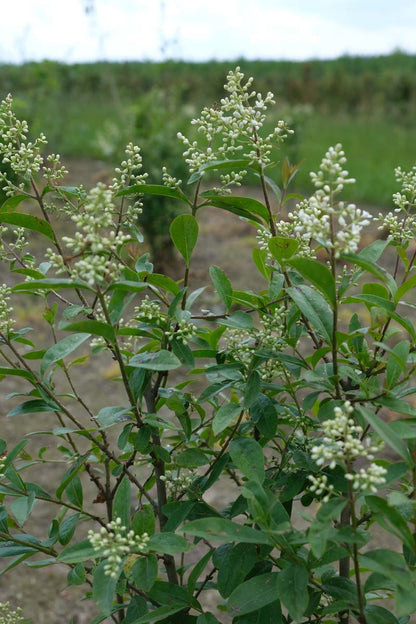 Ligustrum vulgare op stam bloesem