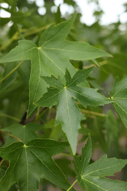 Liquidambar styraciflua 'Andrew Hewson' Tuinplanten blad