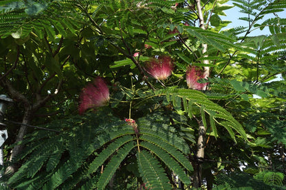 Albizia julibrissin 'Rouge de Tuilière' Tuinplanten