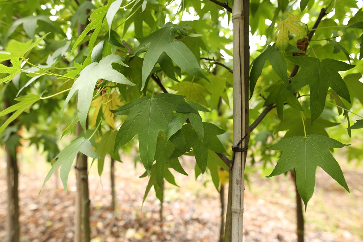 Liquidambar styraciflua 'Worplesdon' haagplant twijg