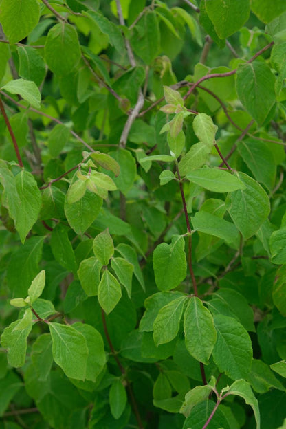 Lonicera xylosteum Tuinplanten blad