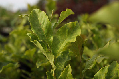 Magnolia 'Ricki' Tuinplanten blad