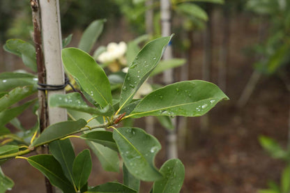 Magnolia virginiana solitair blad