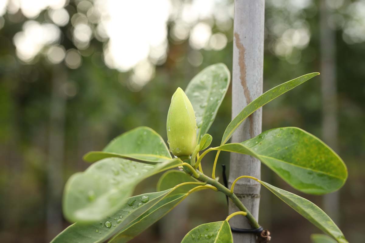 Magnolia virginiana solitair blad