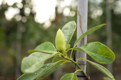 Magnolia virginiana solitair blad