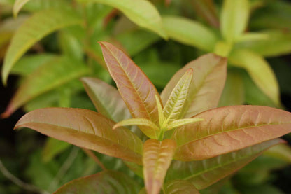 Oxydendrum arboreum op stam blad