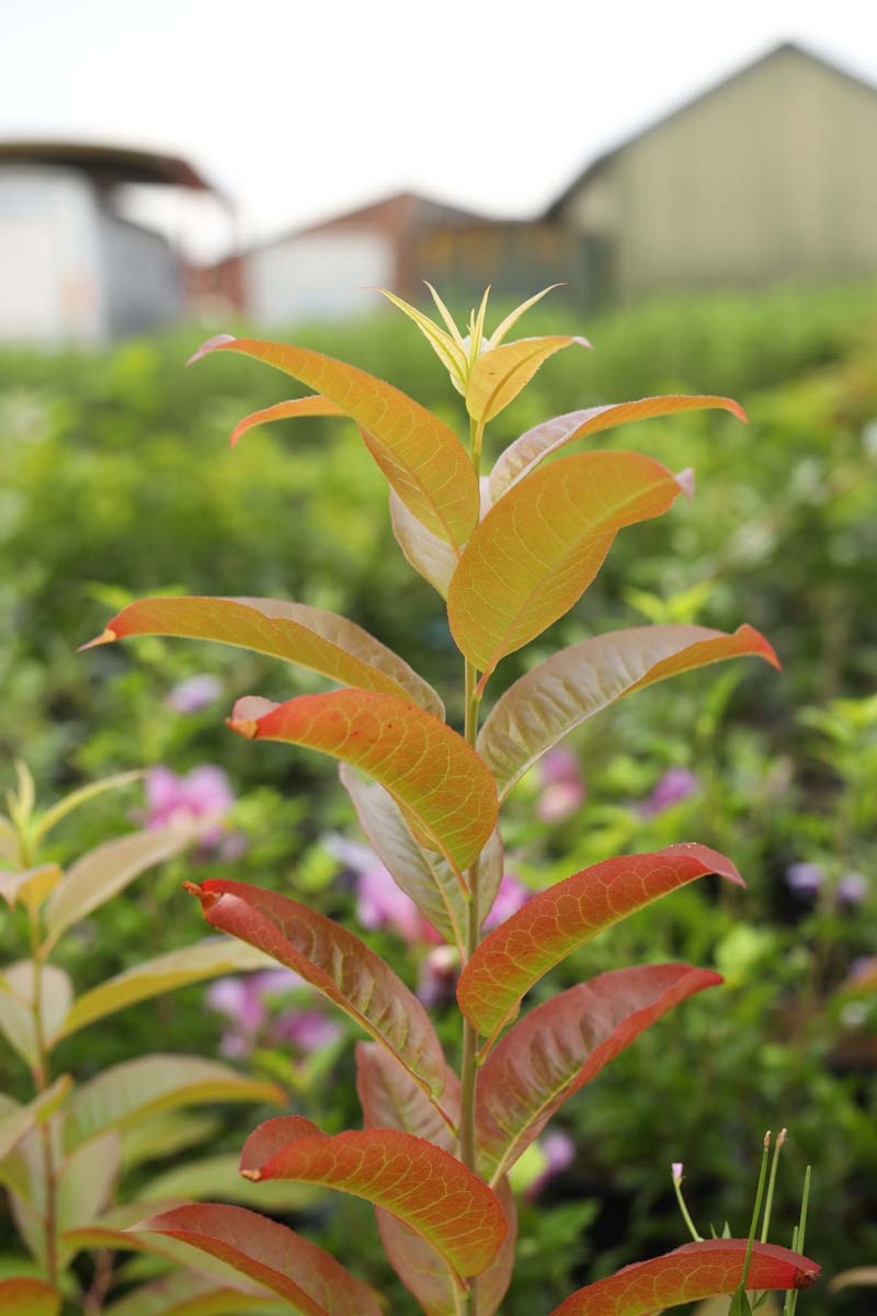 Oxydendrum arboreum Tuinplanten twijg