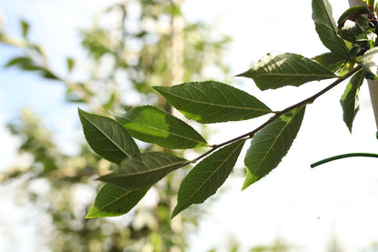 Photinia villosa Tuinplanten blad