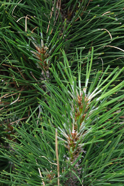 Pinus nigra 'Green Tower' Tuinplanten naald