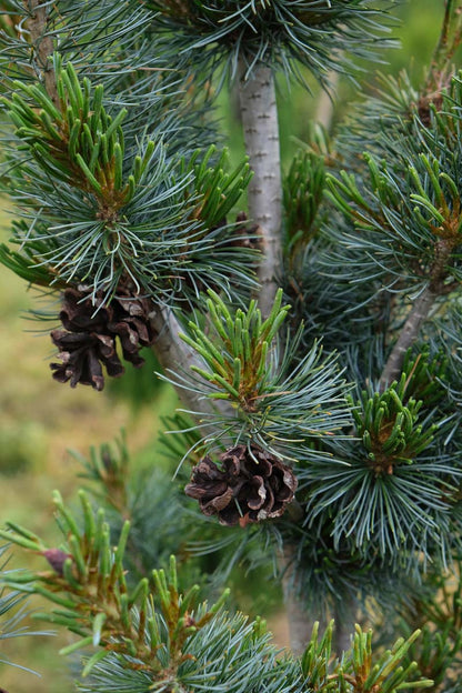 Pinus parviflora 'Blauer Engel' Tuinplanten stam