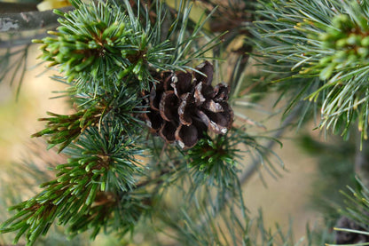 Pinus parviflora 'Negishi' kegel