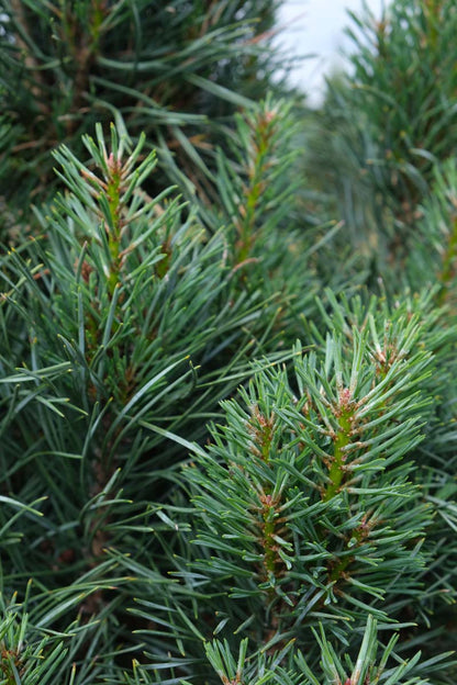 Pinus sylvestris 'Fastigiata' naald