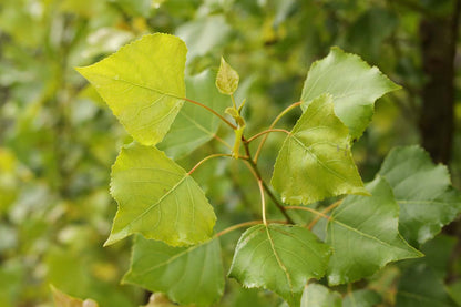 Populus nigra 'Lombardy Gold' meerstammig / struik blad