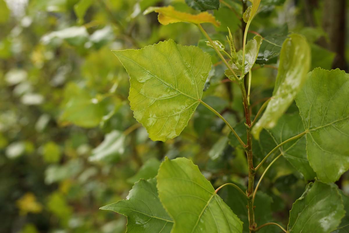 Populus nigra 'Lombardy Gold' meerstammig / struik blad