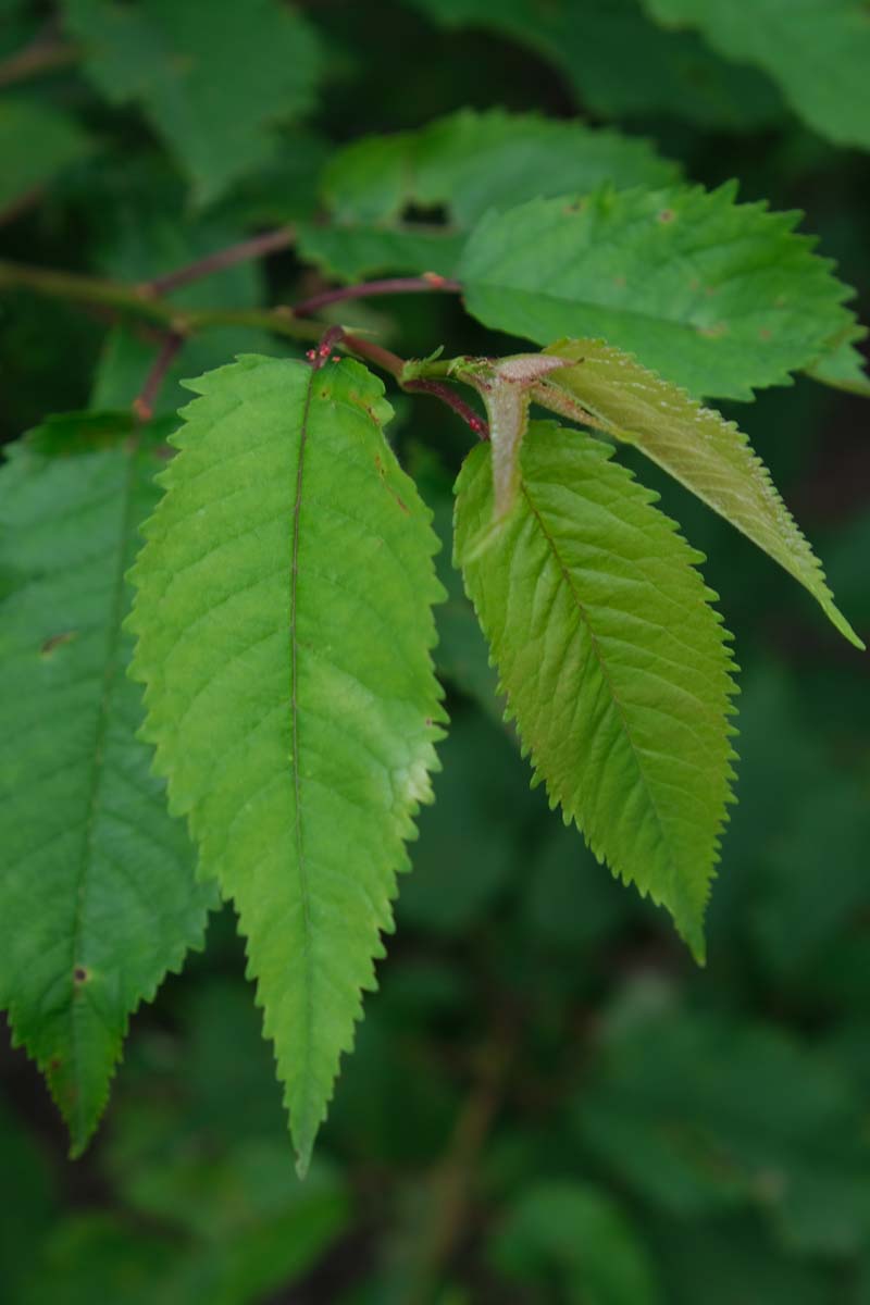 Prunus avium 'Plena' haagplant blad