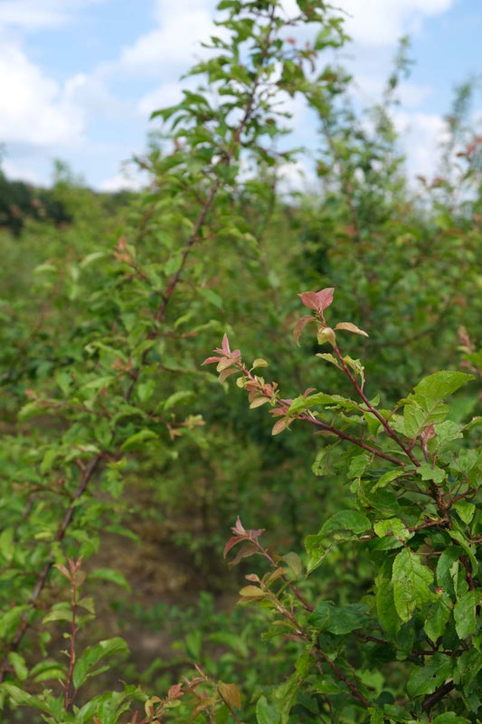 Prunus cerasifera solitair twijg