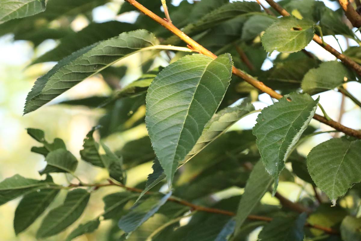 Prunus serrulata 'Ichiyo' Tuinplanten blad
