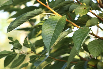 Prunus serrulata 'Ichiyo' Tuinplanten blad