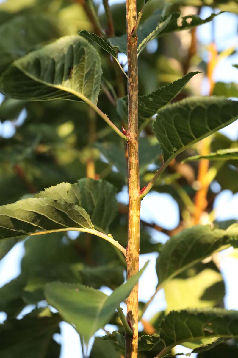 Prunus serrulata 'Ichiyo' Tuinplanten twijg