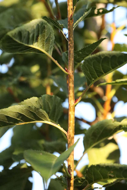 Prunus serrulata 'Ichiyo' Tuinplanten twijg
