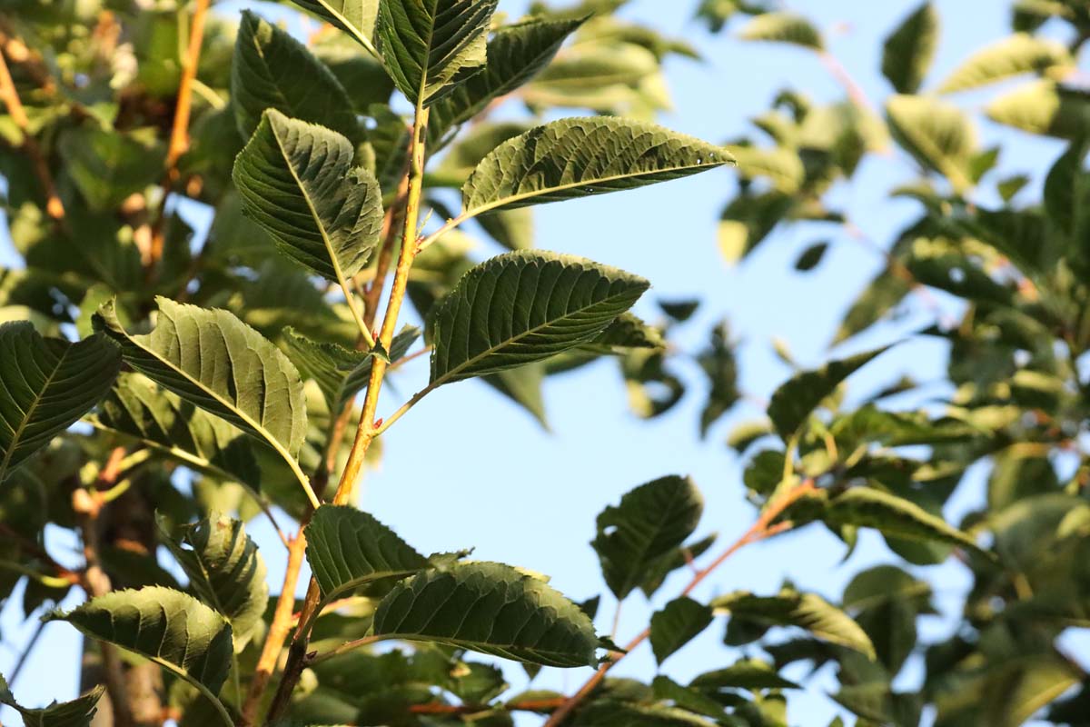 Prunus serrulata 'Ichiyo' Tuinplanten twijg