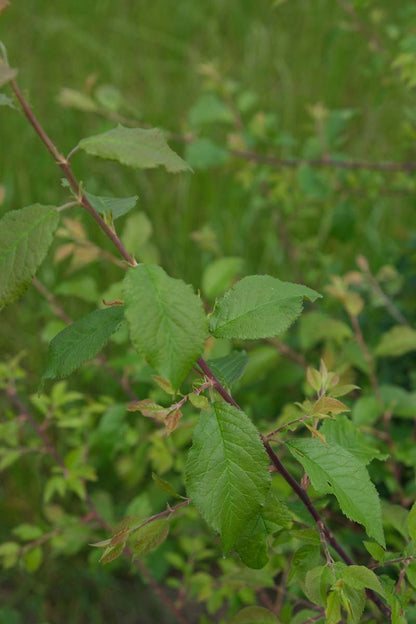 Prunus spinosa meerstammig / struik blad