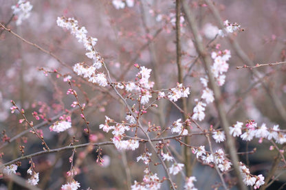 Prunus subhirtella 'Autumnalis Rosea' op stam bloesem