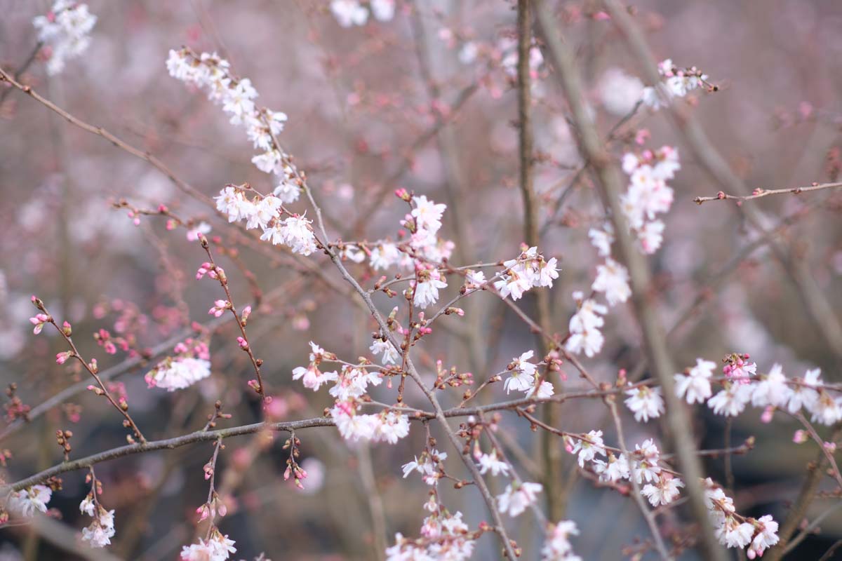 Prunus subhirtella 'Autumnalis Rosea' meerstammig / struik bloesem