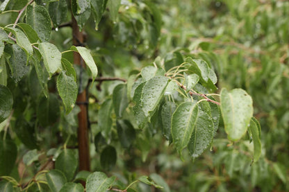 Pyrus betulifolia Tuinplanten blad