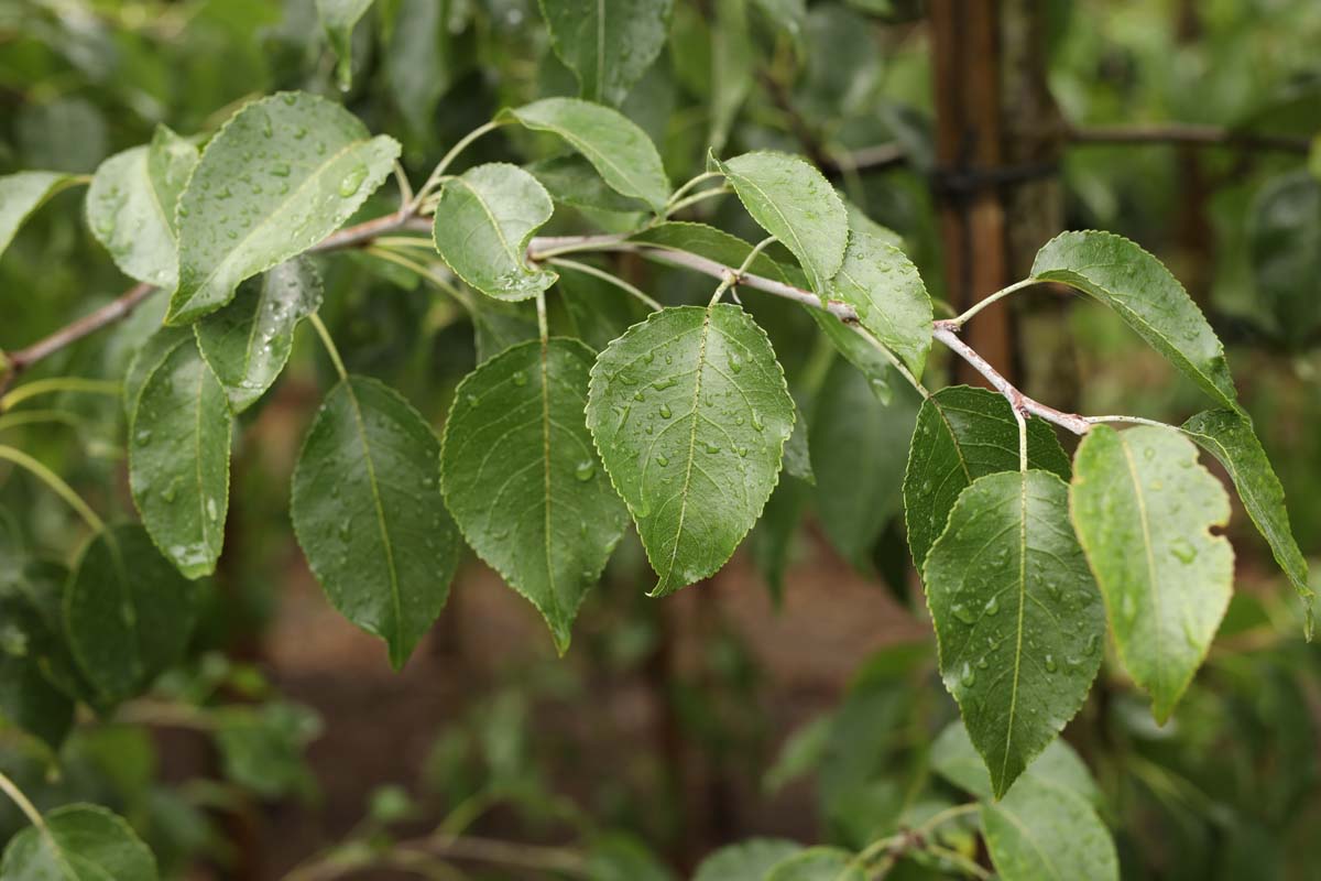 Pyrus betulifolia Tuinplanten blad