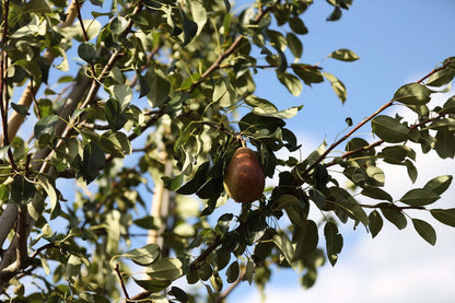Pyrus communis 'Clapp's Favourite' solitair twijg