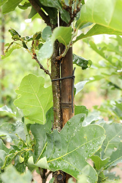 Quercus bimundorum 'Crimschmidt' op stam blad