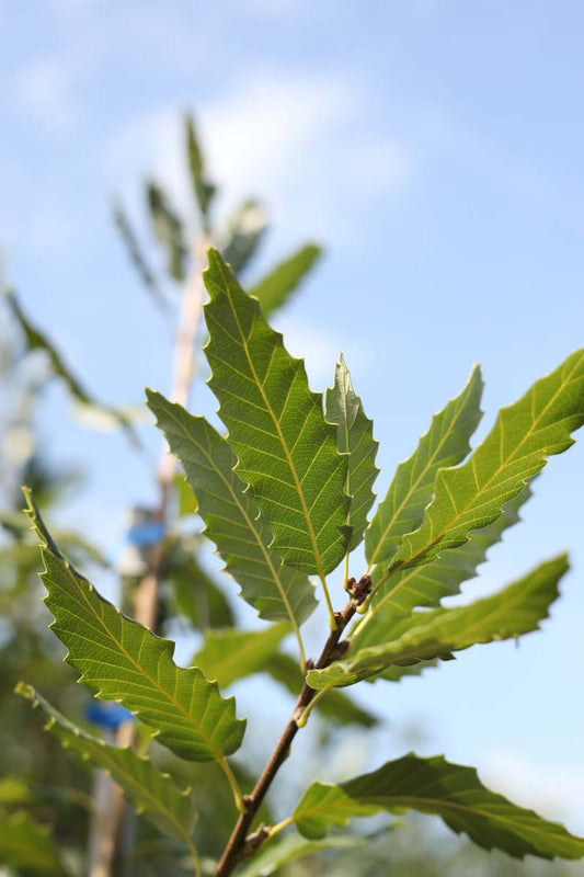 Quercus castaneifolia 'Green Spire' meerstammig / struik blad