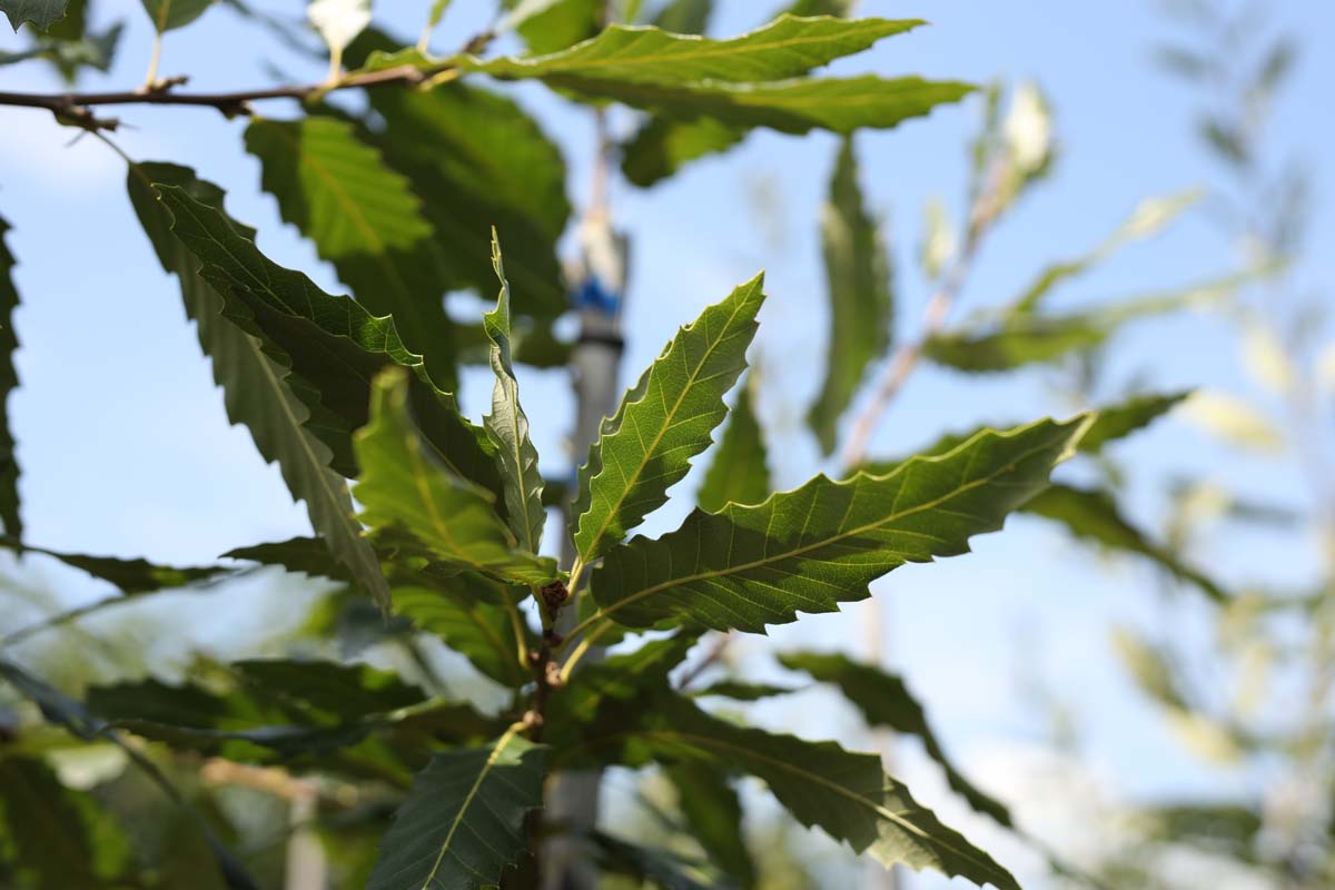 Quercus castaneifolia 'Green Spire' meerstammig / struik blad