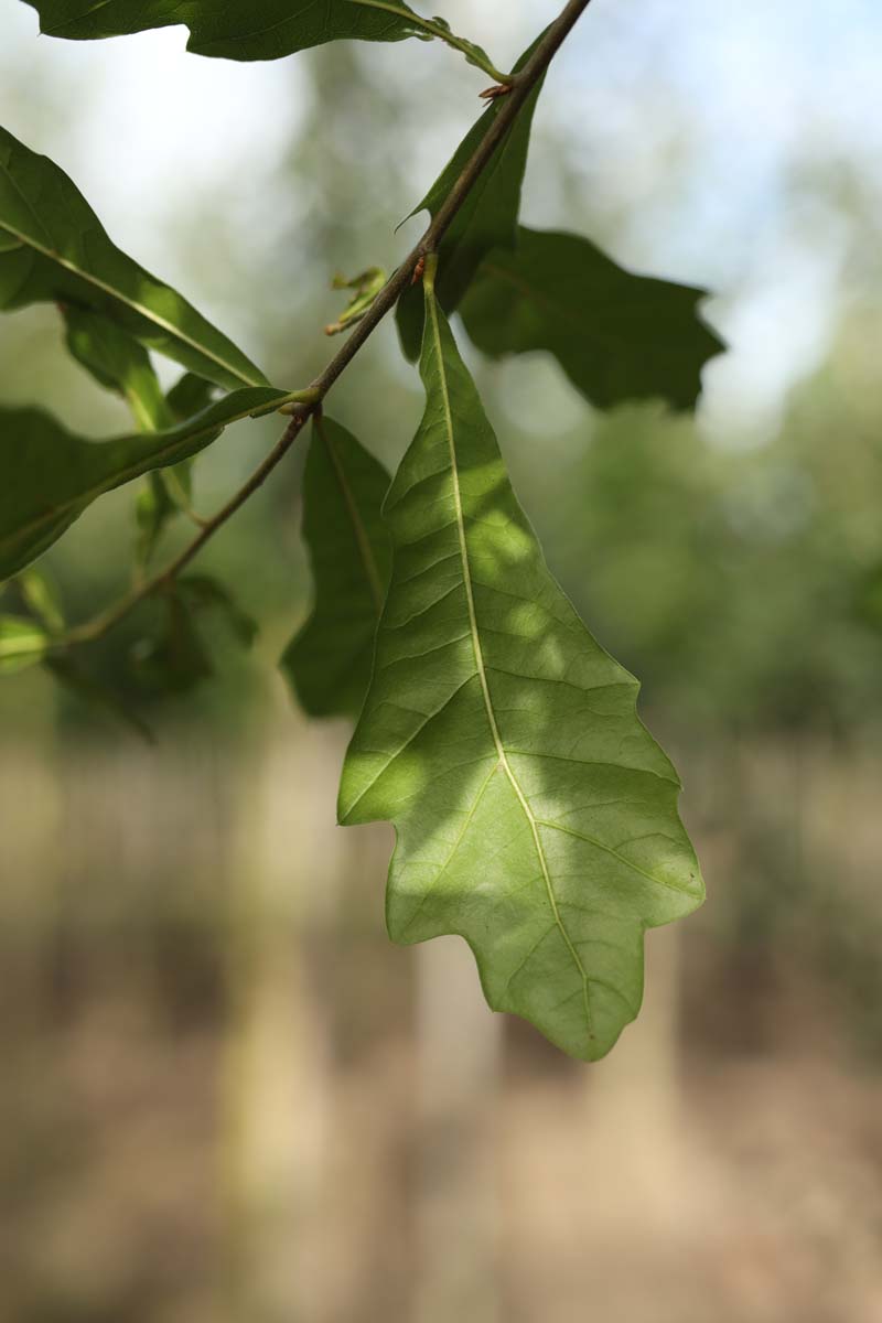 Quercus nigra Tuinplanten blad