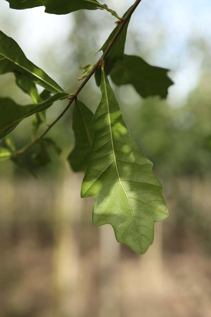 Quercus nigra Tuinplanten blad